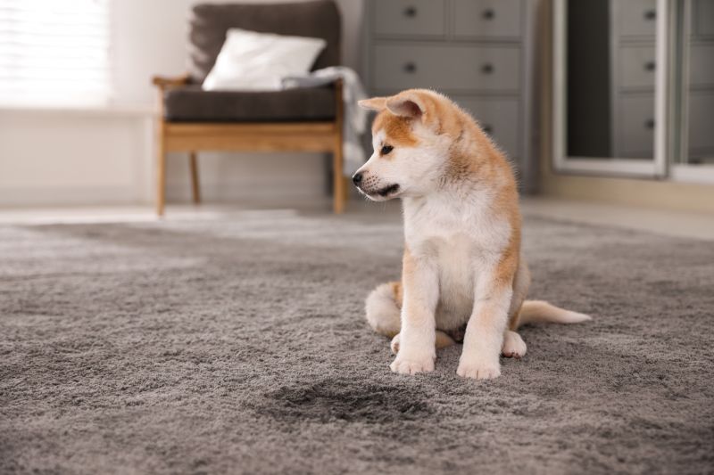 Pet Stain Carpet Repair in Alpharetta, GA